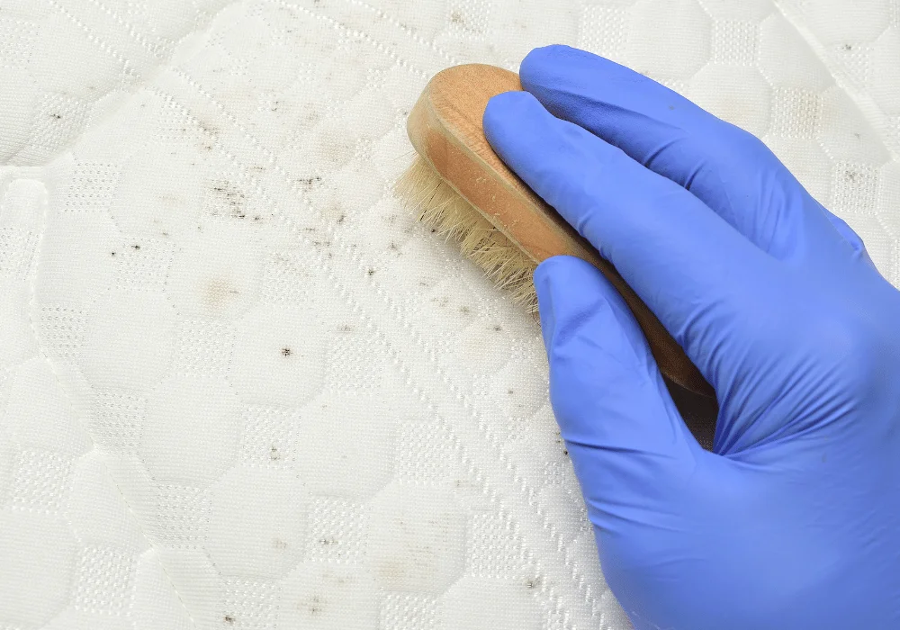 Upholstery Mould Removal Service in Kerry