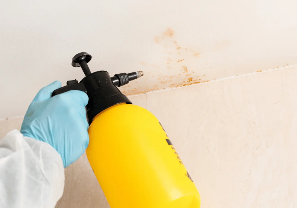 Wall Mould Removal Service in Kerry