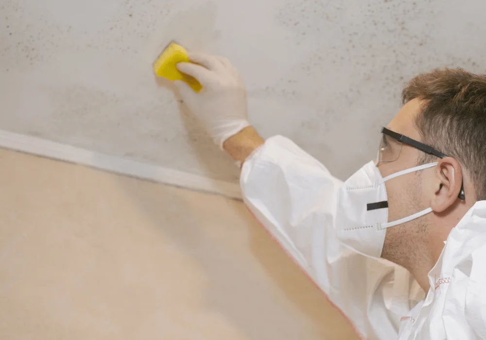 Mould Removal in One Room and on Walls