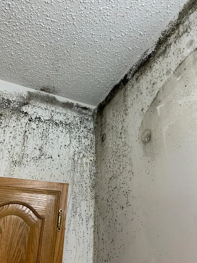 Is bedroom mould caused by condensation or a leak? Learn what to check and when professional mould treatment may be the appropriate next step.